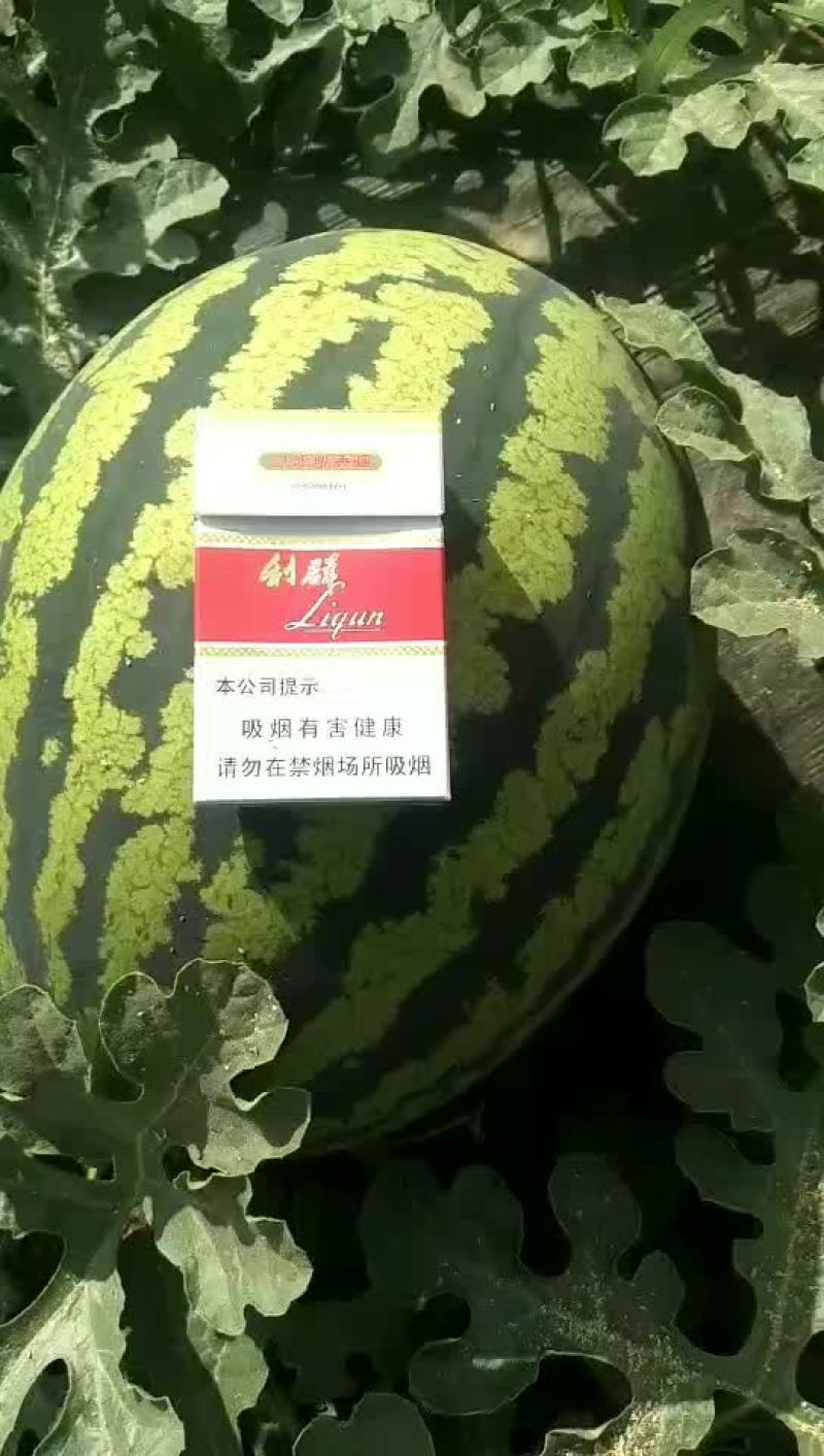 陕西甜王