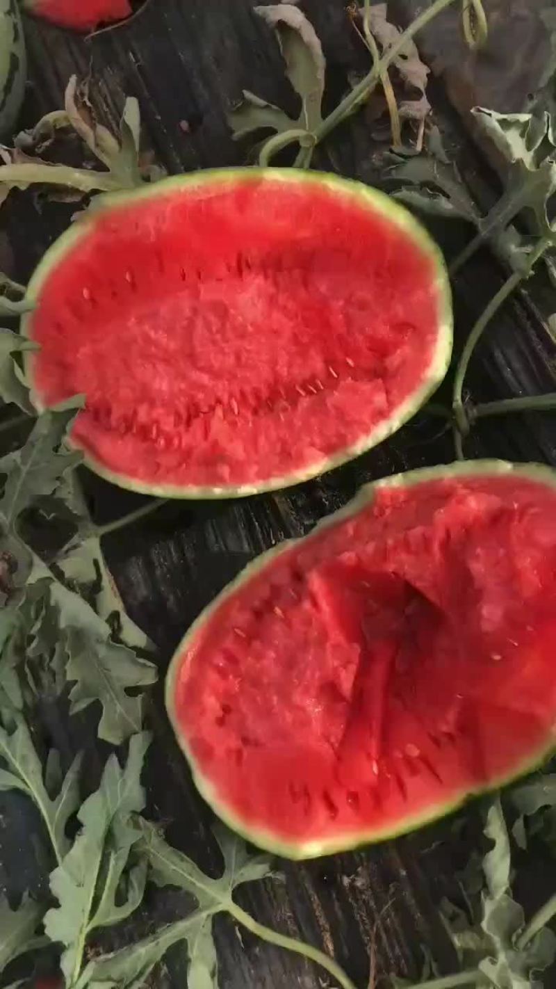陕西甜王