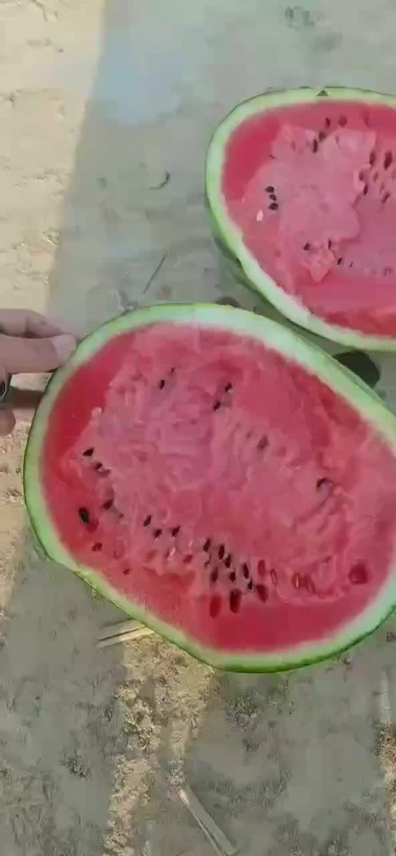 陕西甜王