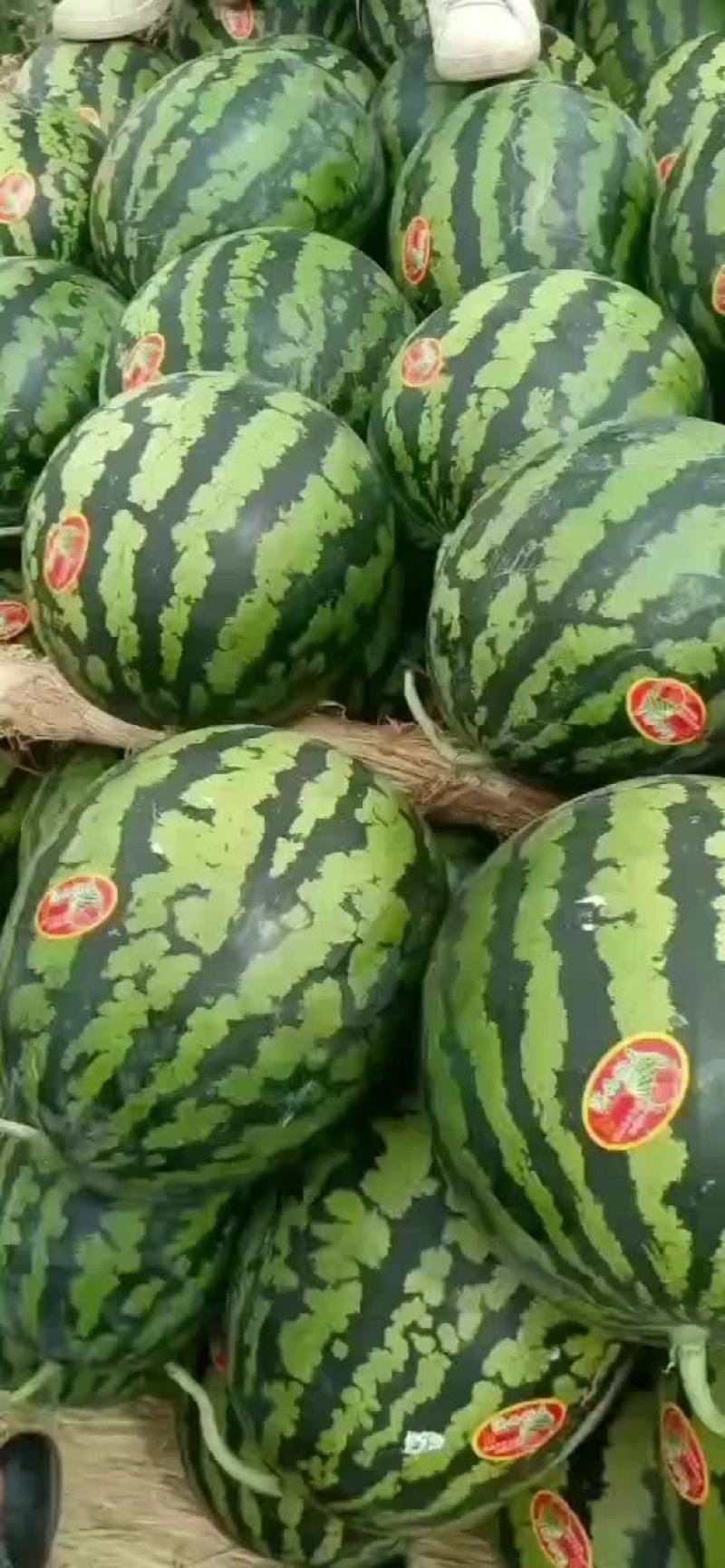 陕西甜王