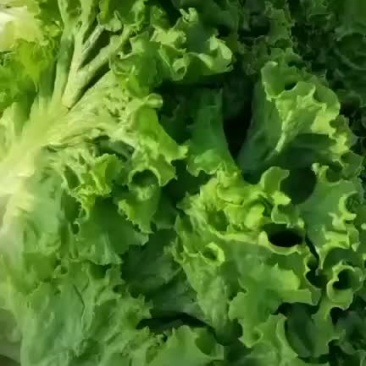精品散叶生支持各种包装价格美丽