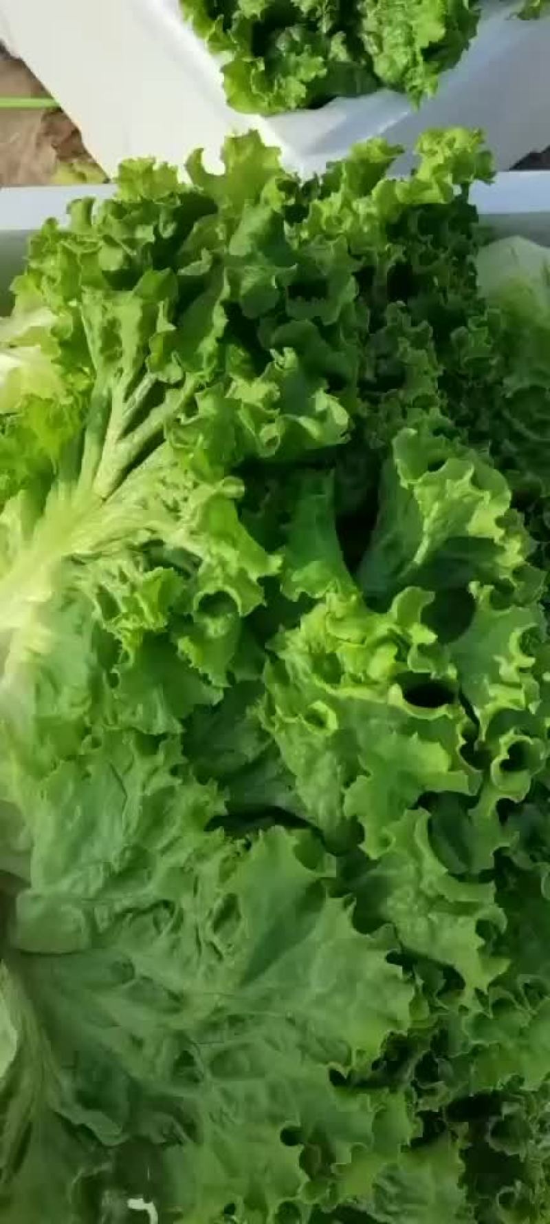精品散叶生支持各种包装价格美丽