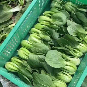 上海青
