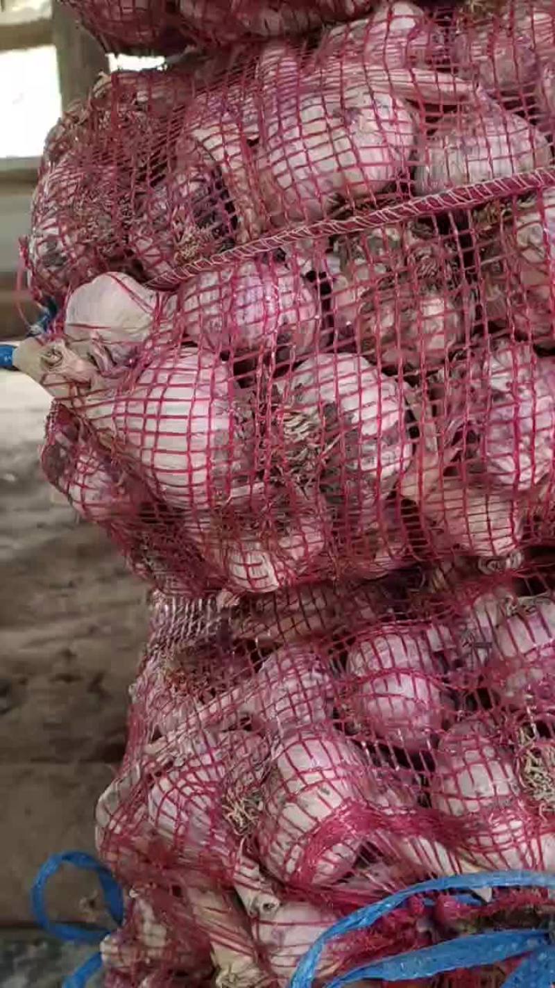 主产区中牟大蒜干蒜个大皮红2022年6月最新报