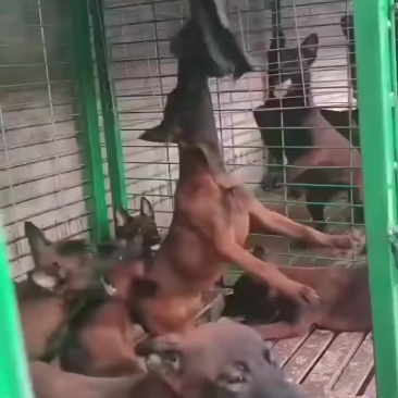 精品马犬，自然立耳，疫苗驱虫已做