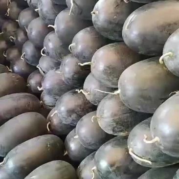 黑美人