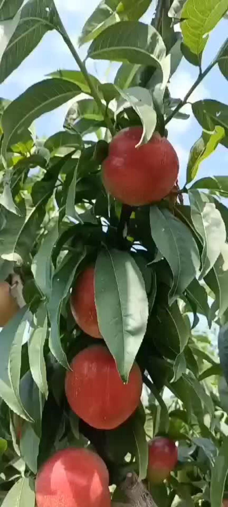 中油十八全国发货诚信经营货源充足基地直供
