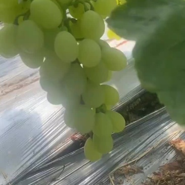 维多利亚乒乓球夏黑葡萄熟了