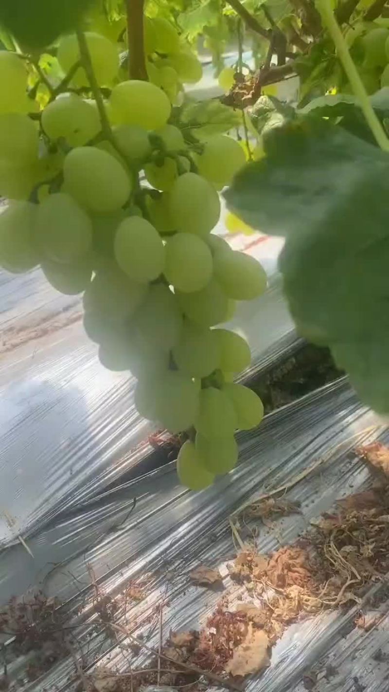 维多利亚乒乓球夏黑葡萄熟了