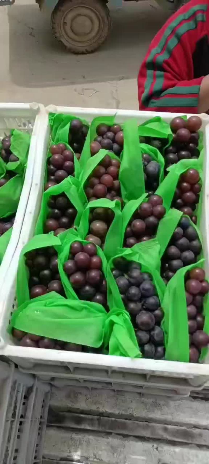 维多利亚乒乓球夏黑葡萄熟了