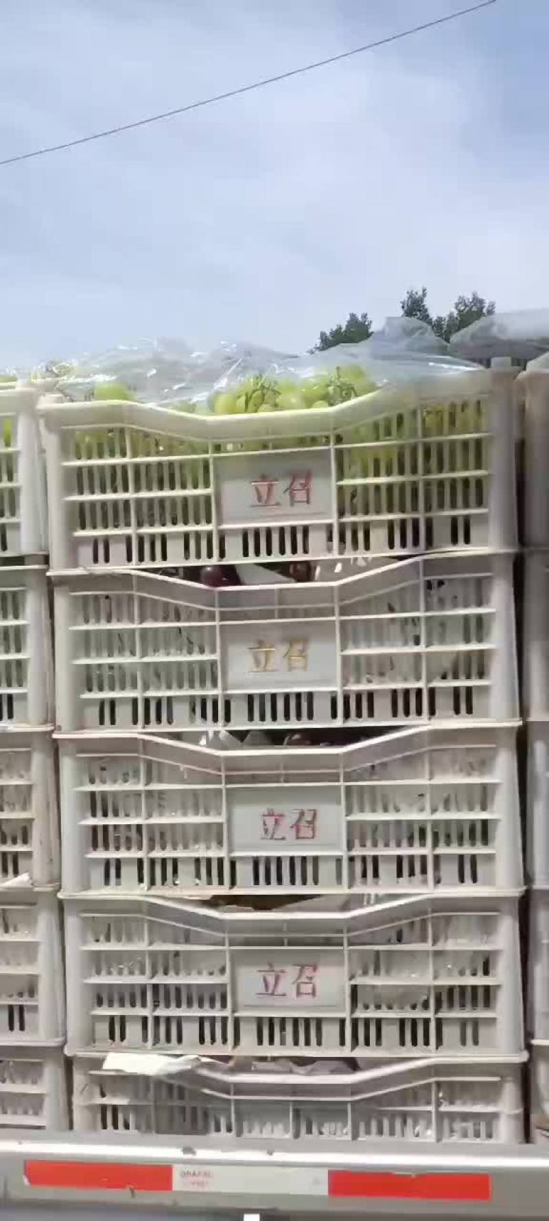 维多利亚乒乓球夏黑葡萄熟了
