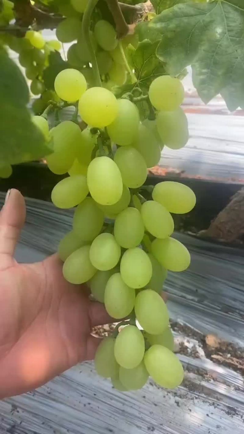 维多利亚乒乓球夏黑葡萄熟了