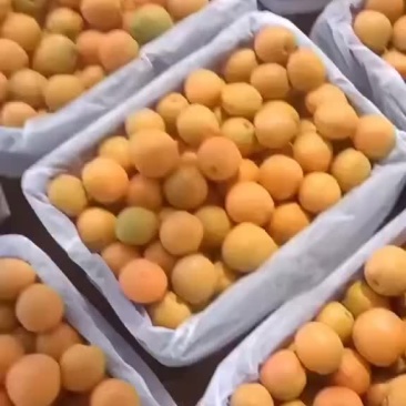 金太阳