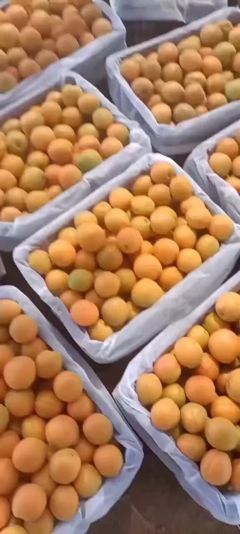 金太阳