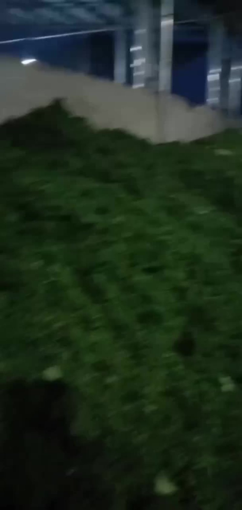 江津特产九叶青鲜花椒