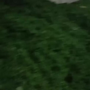 江津特产九叶青鲜花椒