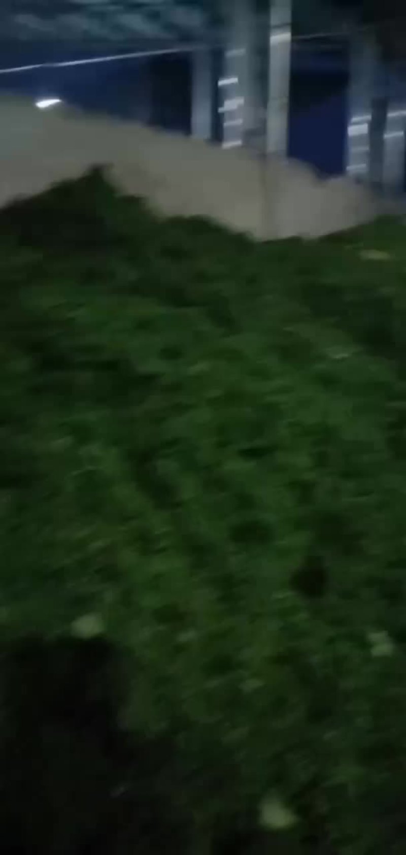 江津特产九叶青鲜花椒