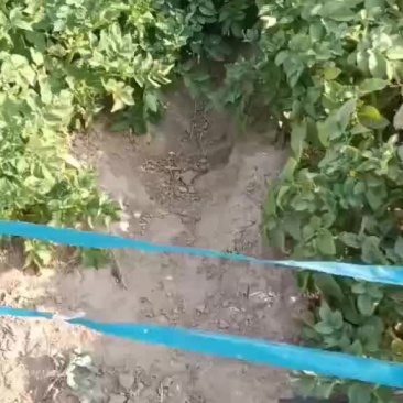 土豆上市有要的老板前来一亩选购