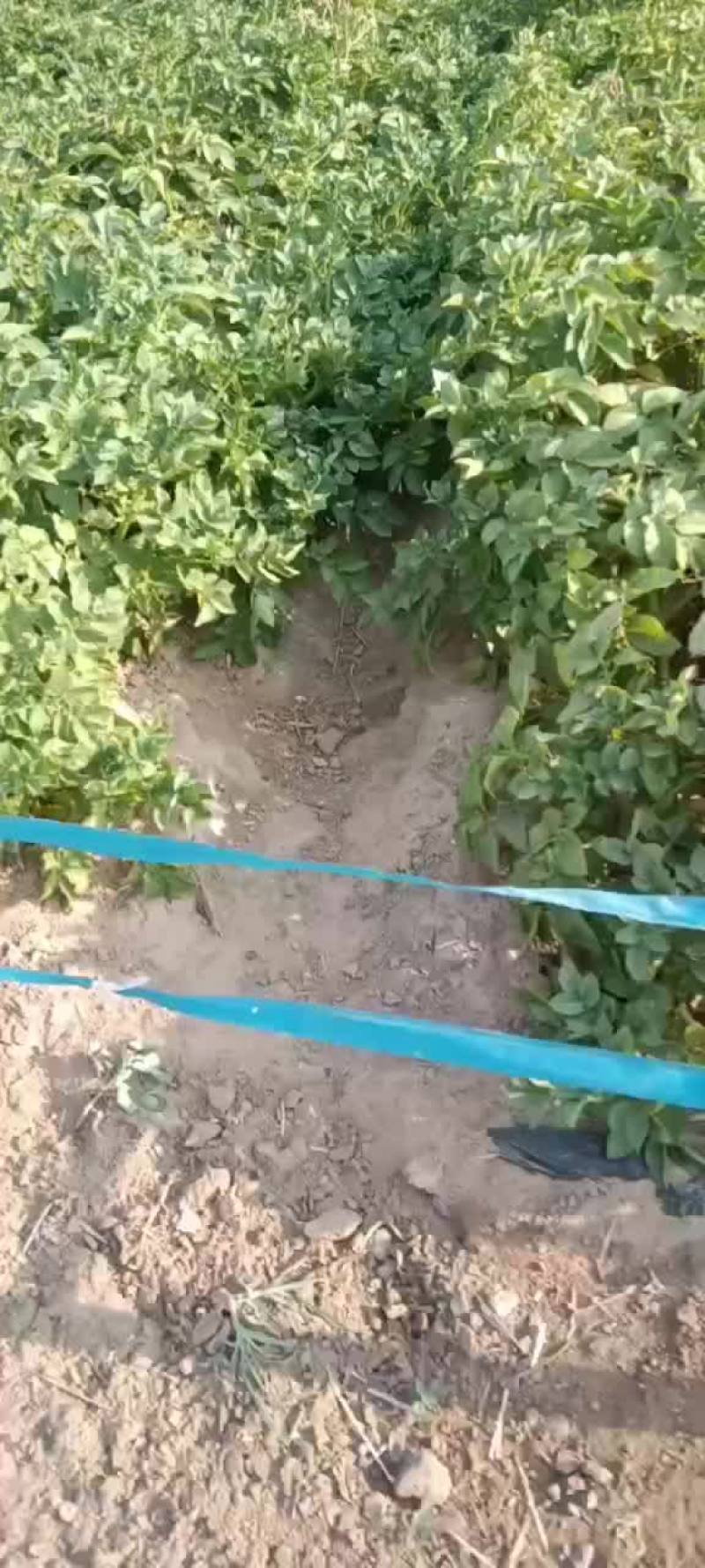 土豆上市有要的老板前来一亩选购