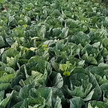精品甘蓝