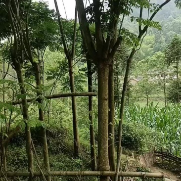 桂花树，白果树，摇钱树