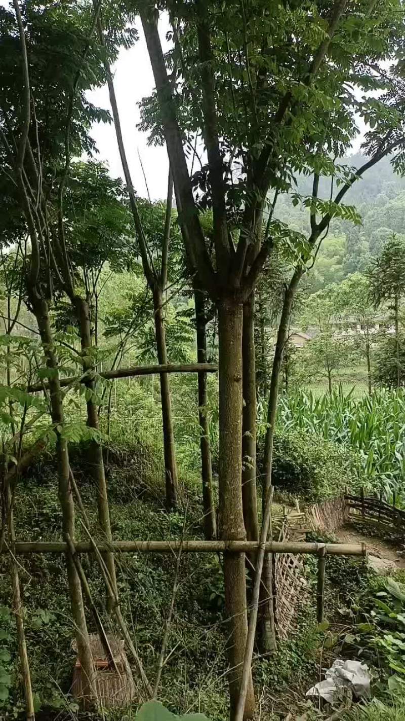 桂花树，白果树，摇钱树