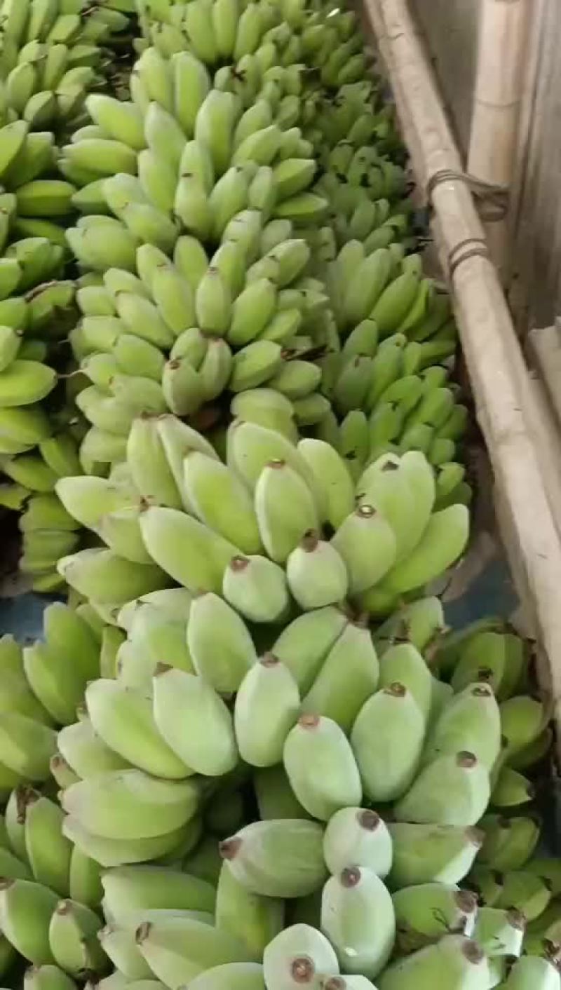 苹果蕉大量上市