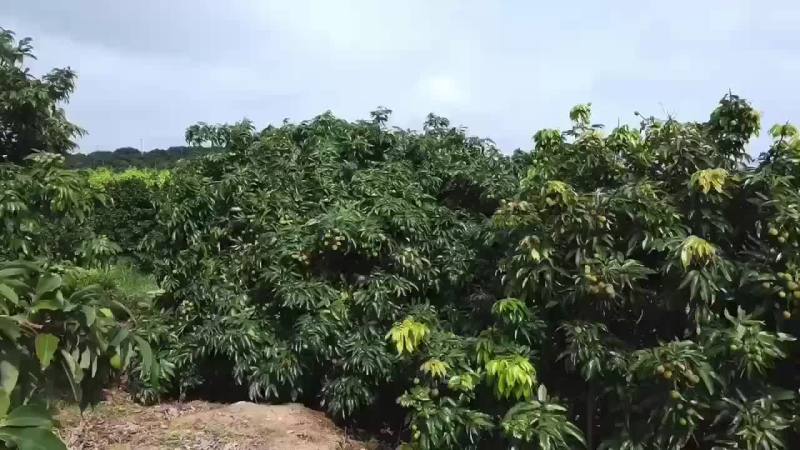 广西灵山妃子笑准备大量上市