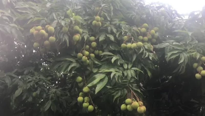 广西灵山妃子笑准备大量上市