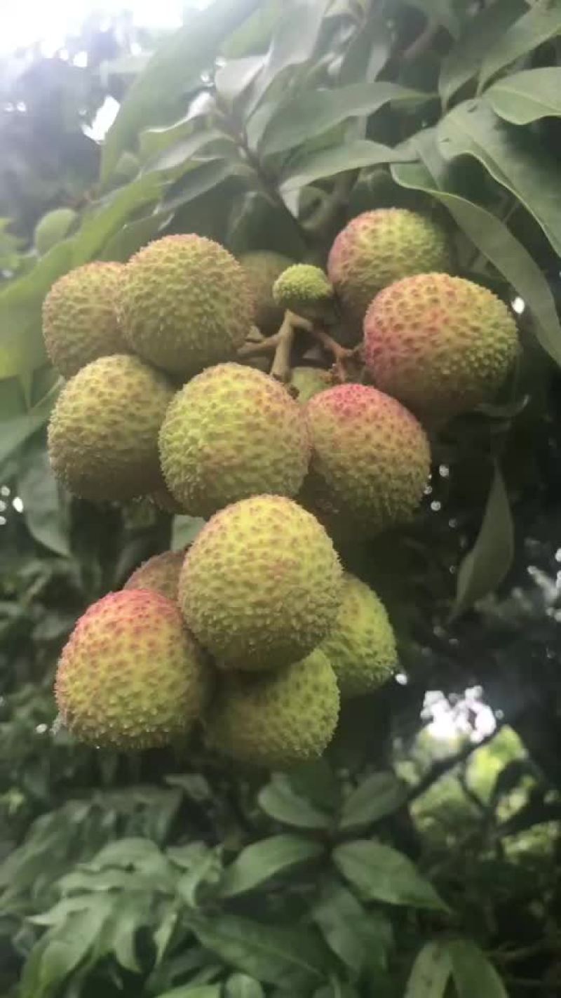广西灵山妃子笑准备大量上市
