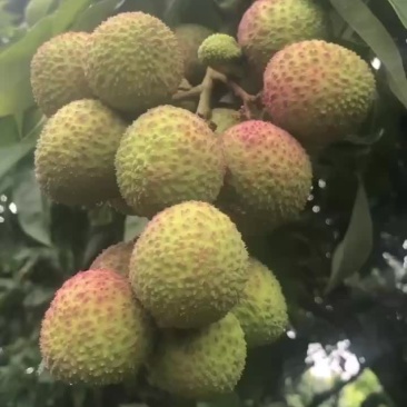 广西灵山妃子笑准备大量上市