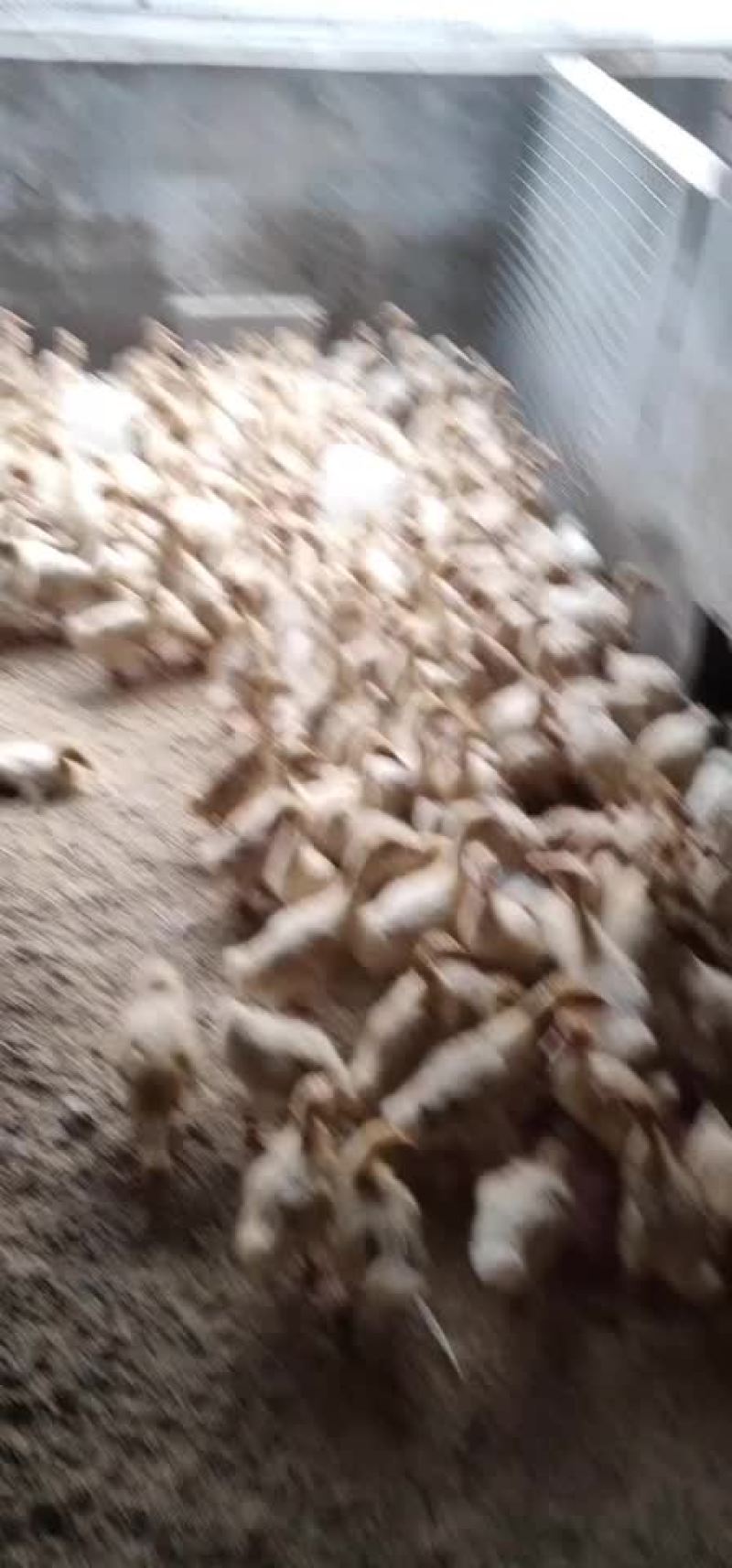 鸡，鸭，鹅