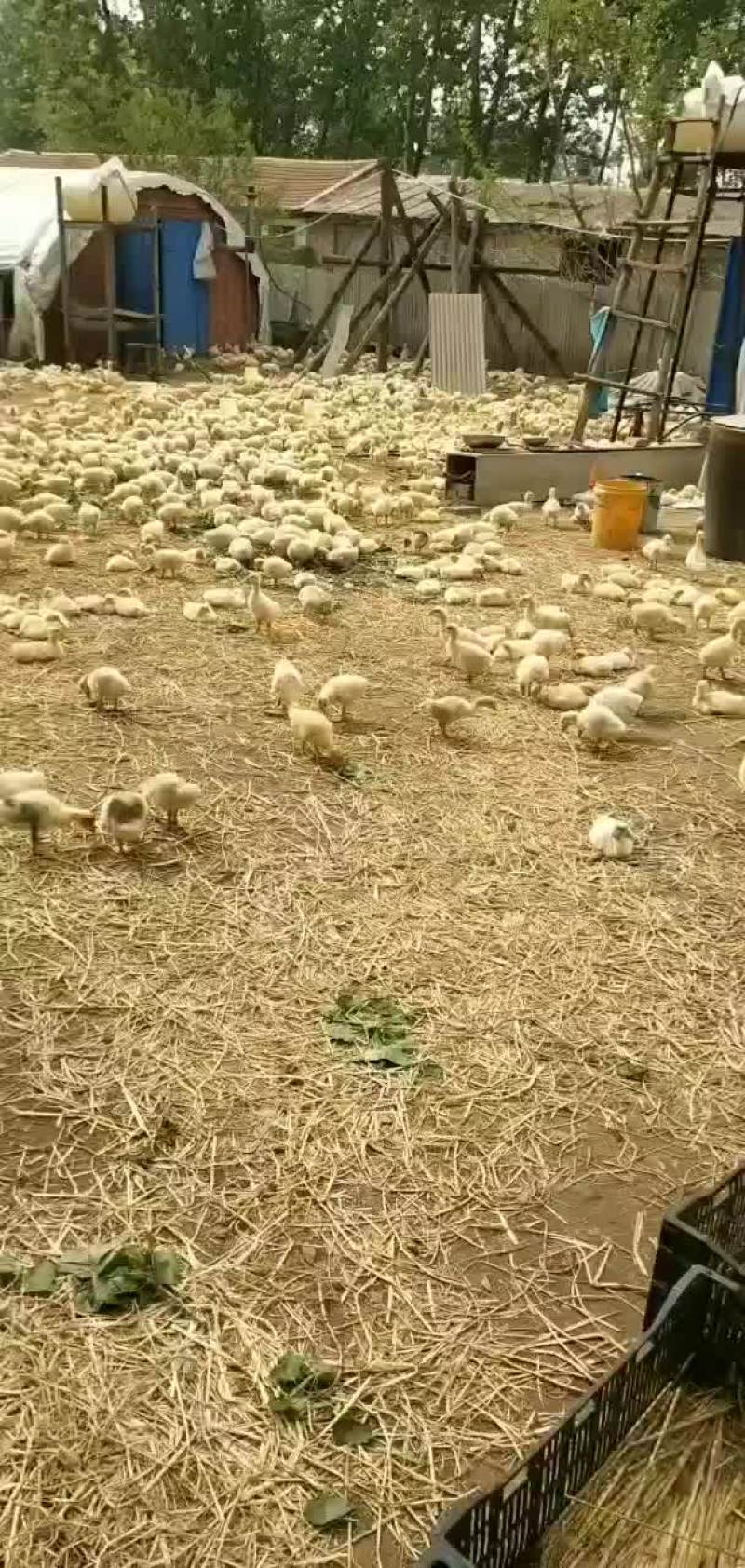 鸡，鸭，鹅