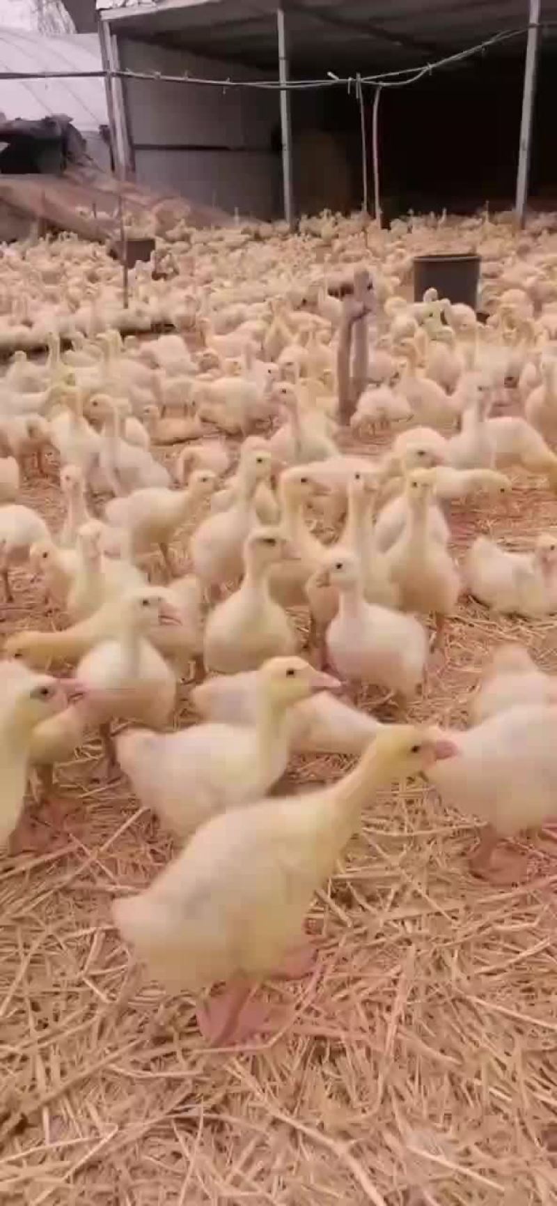 鸡，鸭，鹅