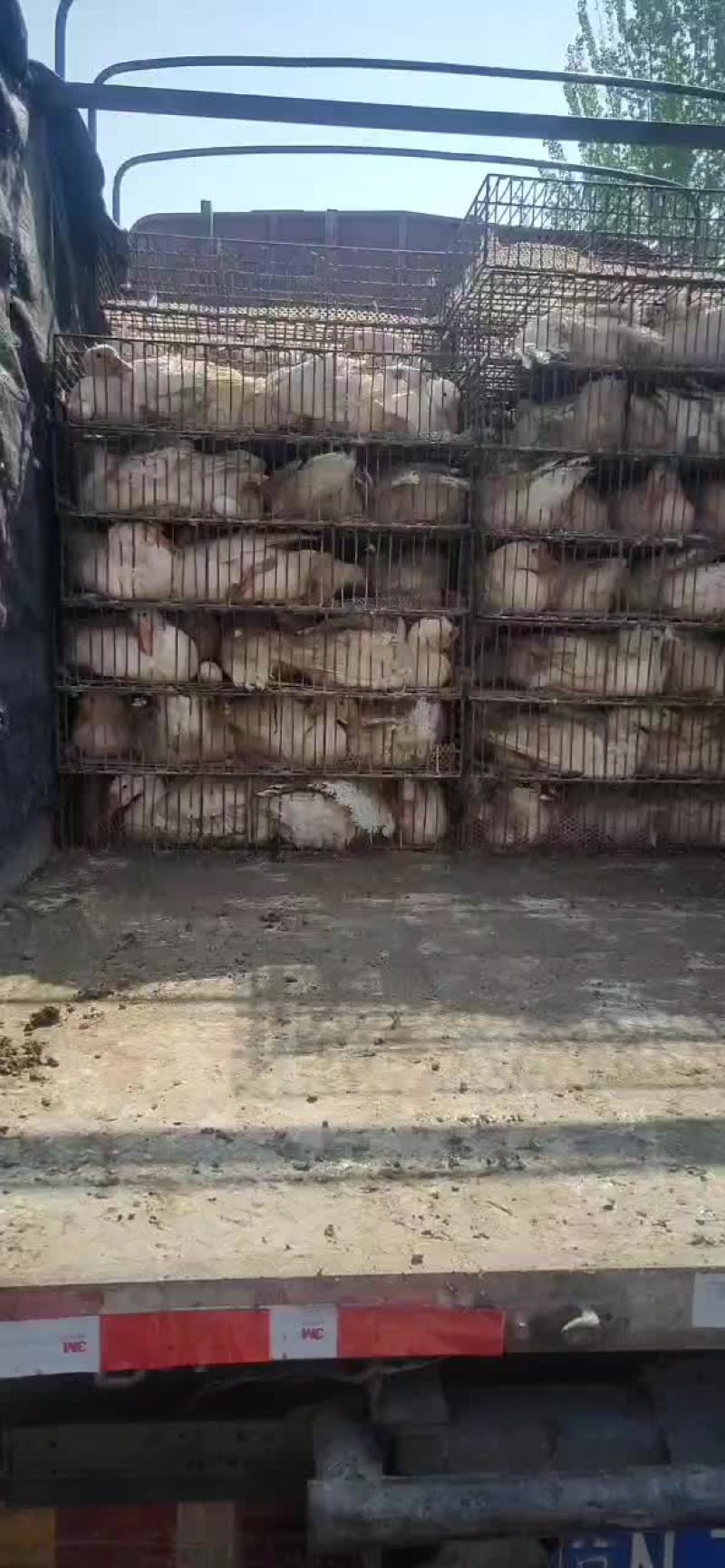 鸡，鸭，鹅