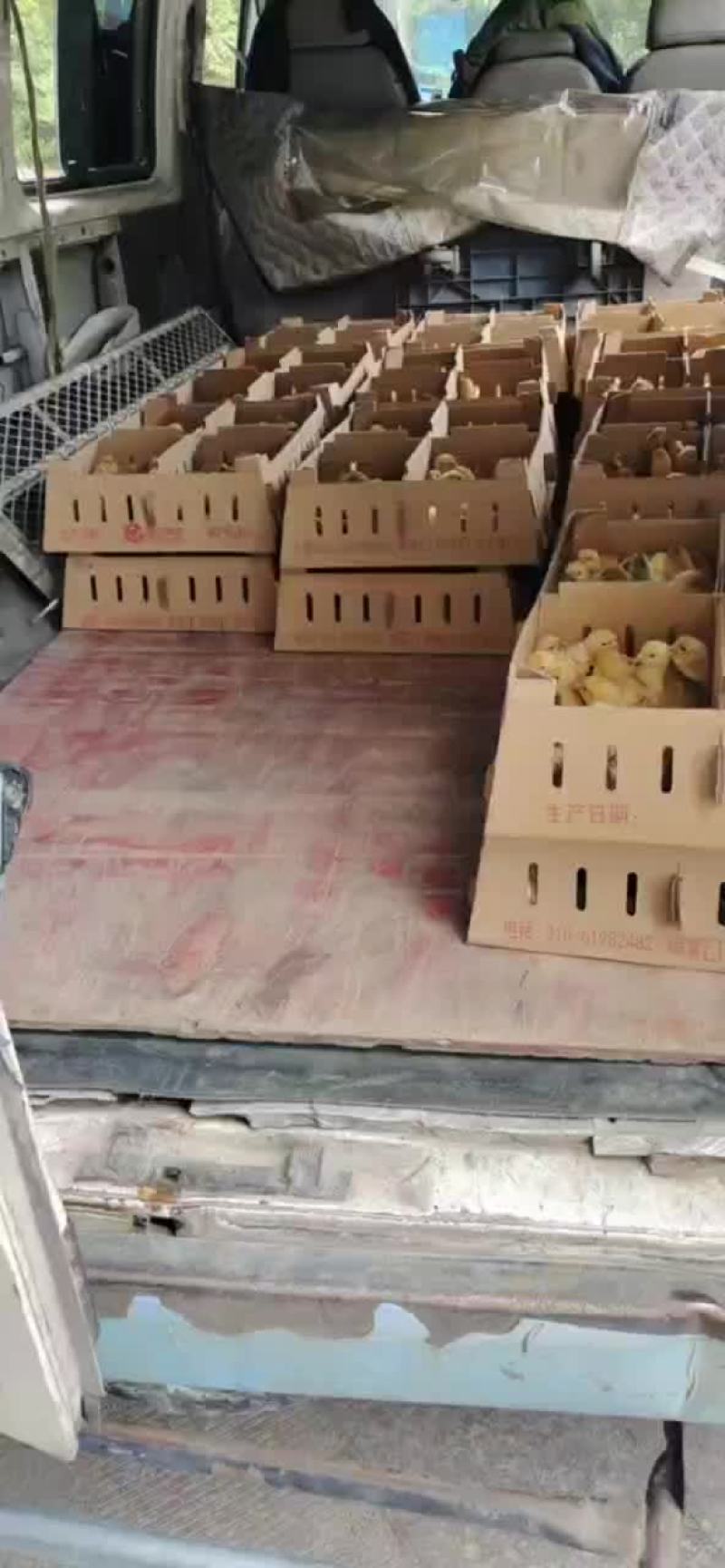 本公司长期供应青脚公苗