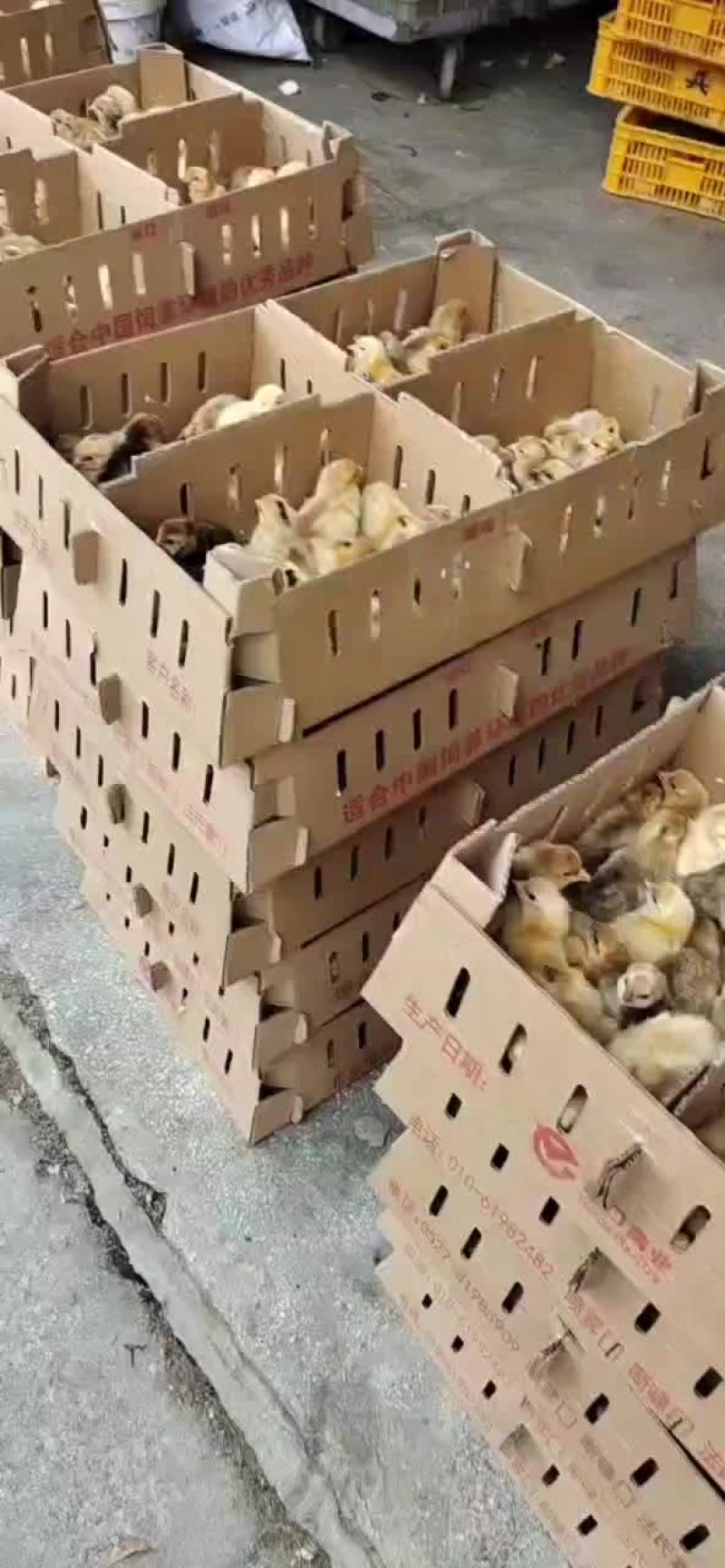 本公司长期供应青脚公苗