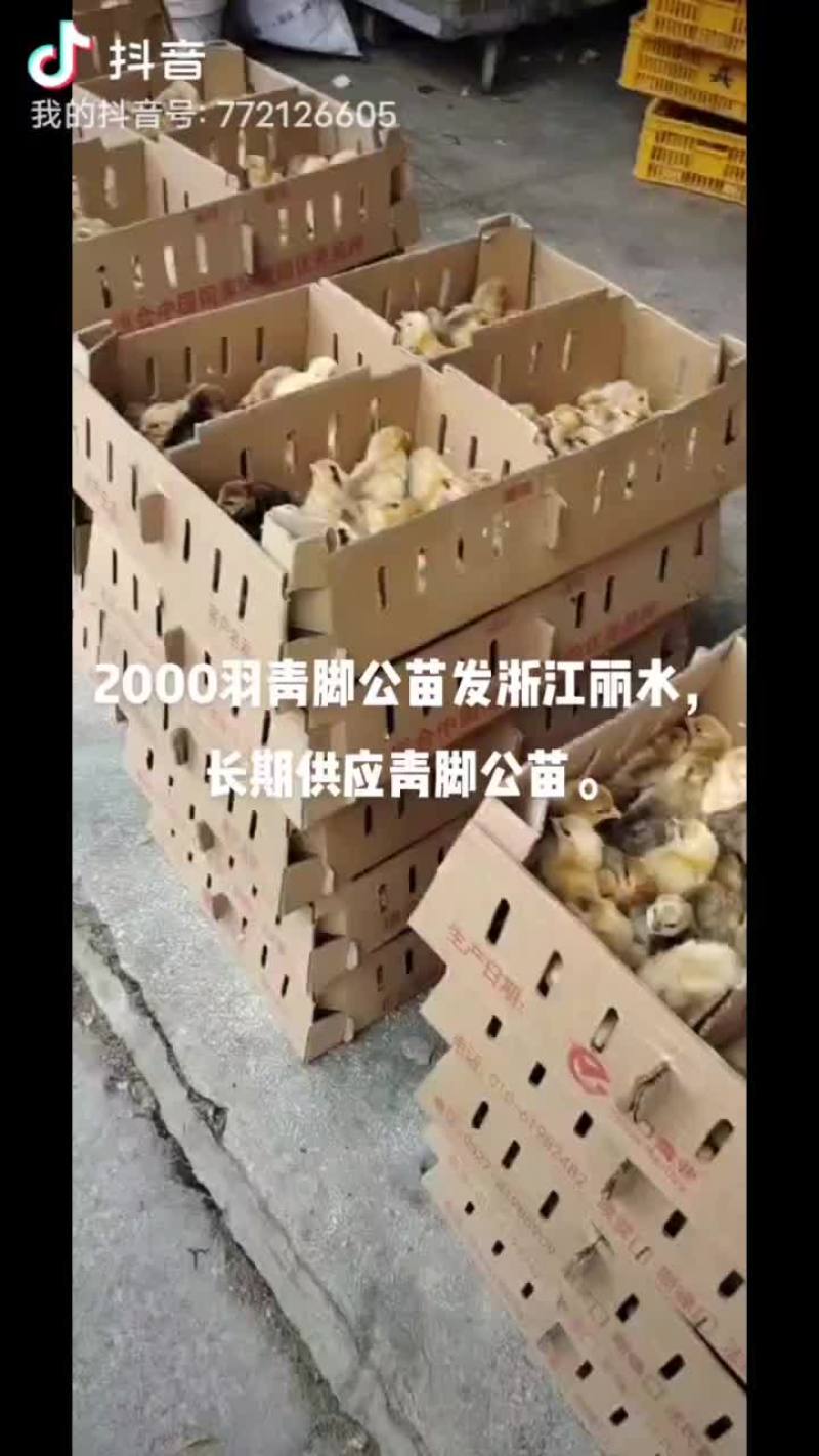 本公司长期供应青脚公苗