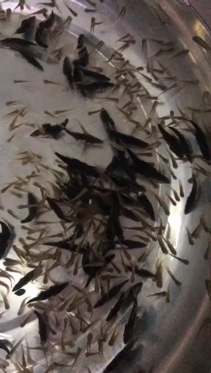 鳜鱼苗，桂花鱼苗