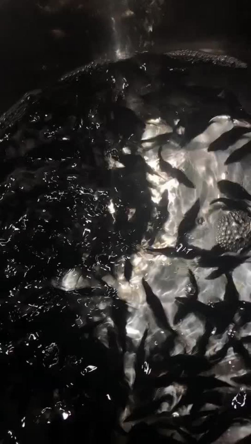 鳜鱼苗，桂花苗