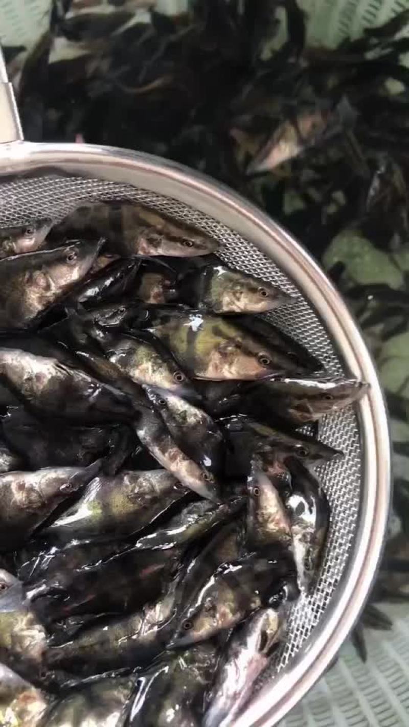 鳜鱼苗，桂花苗