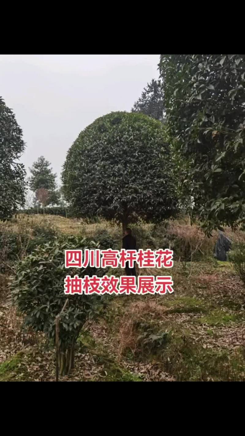 大量低价出售15—20公分高杆桂花
