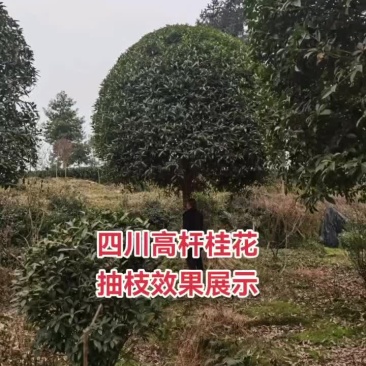 大量低价出售15—20公分高杆桂花