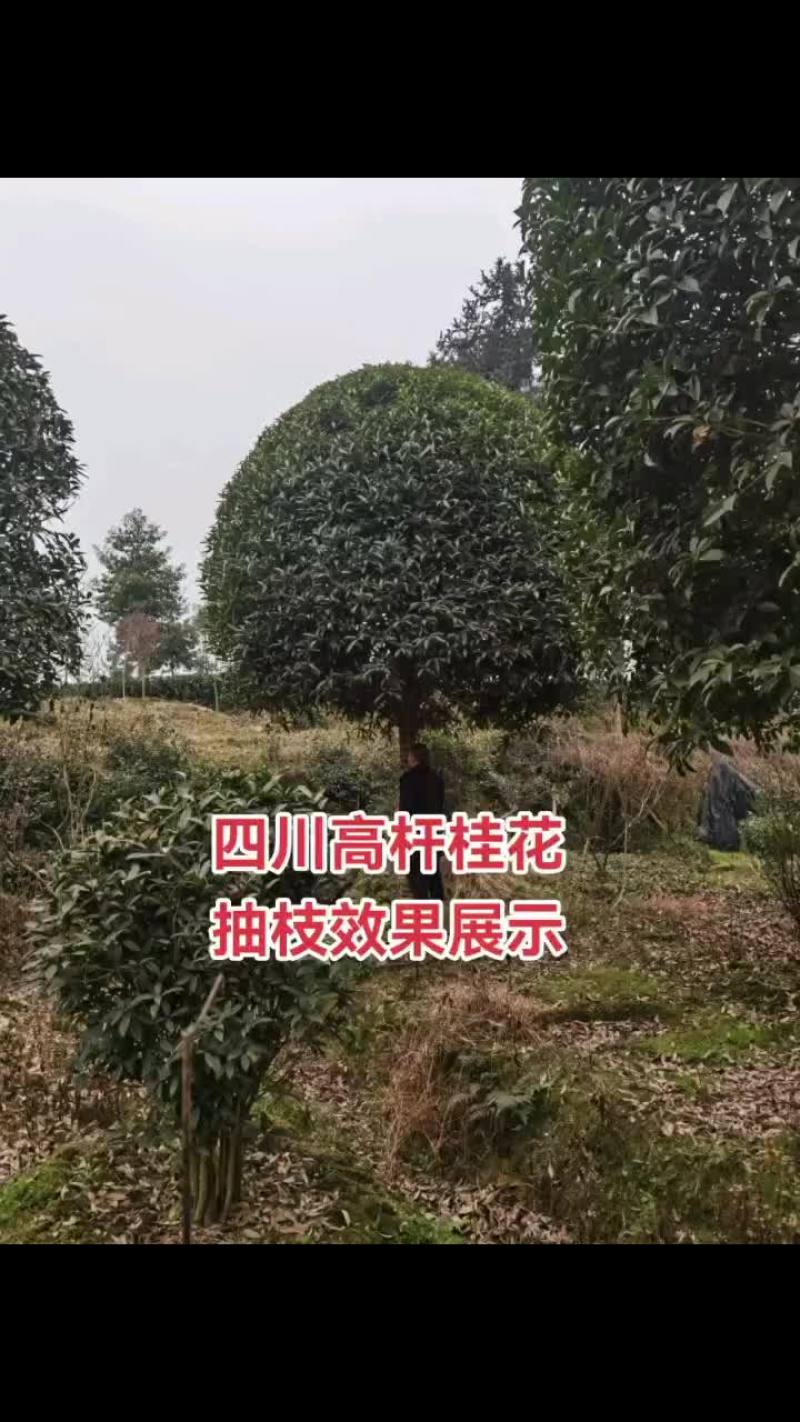 大量低价出售15—20公分高杆桂花