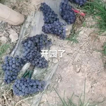 夏黑葡萄