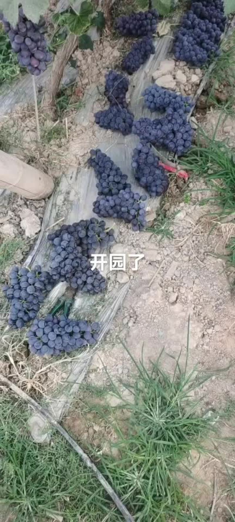 夏黑葡萄