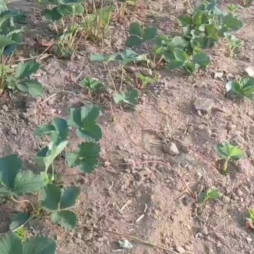 品种草莓苗现货供应中，秋后大量出圃，质量很好，品种有保证