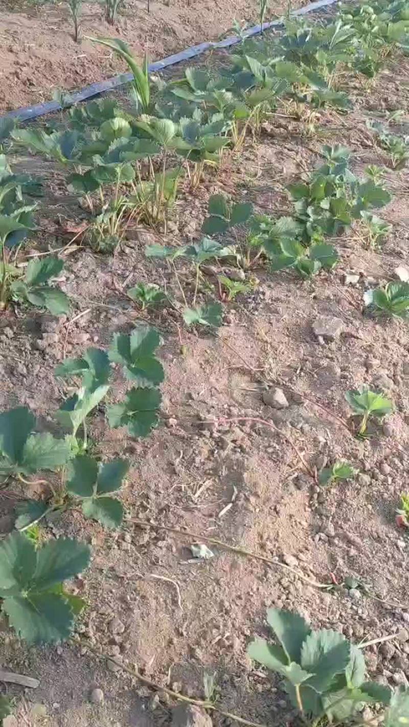 品种草莓苗现货供应中，秋后大量出圃，质量很好，品种有保证