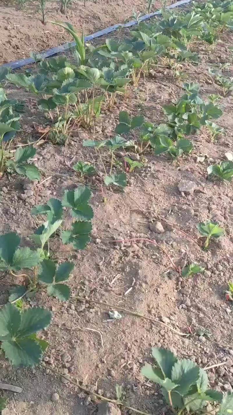 品种草莓苗现货供应中，秋后大量出圃，质量很好，品种有保证