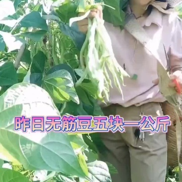 无筋豆（蔬菜）